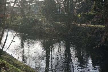 Mallard ördekleri Aralık ayında Wuhle Nehri 'nde yaşar. Yaban ördeği (