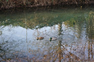 Mallard ördekleri Aralık ayında Wuhle Nehri 'nde yaşar. Yaban ördeği (