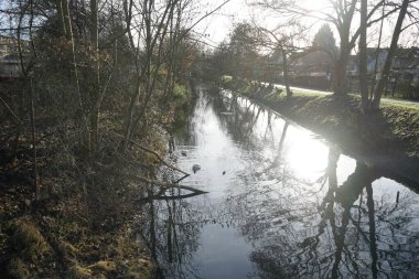 Aralık ayında Wuhle Nehri 'nde iki genç beyaz dilsiz kuğu ve bir Gallinula kloropus kuşu yaşar. Dilsiz kuğu (