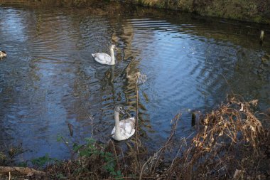 Aralık ayında iki genç, dilsiz kuğu Wuhle Nehri boyunca yüzüyor. Dilsiz kuğu (