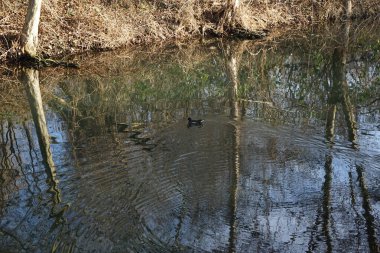 Gallinula kloropus kuşu Aralık ayında dar bir Wuhle nehrinin yakınında yaşar. Dağ tavuğu (
