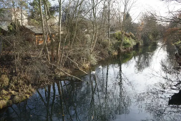 Aralık ayında Wuhle Nehri 'nde iki genç beyaz dilsiz kuğu ve bir Gallinula kloropus kuşu yaşar. Dilsiz kuğu (