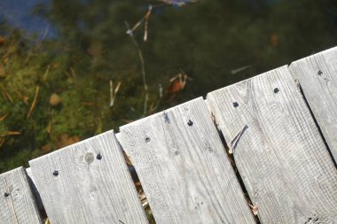Aralık ayında bir göletin üzerindeki tahta köprüde bir sinek oturur. Sinekler Diptera tarikatının böcekleridir. Berlin, Almanya 