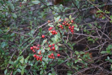 Kırmızı Pyracantha coccinea üzümleri Aralık ayında yetişir. Pyracantha, gülgiller (Rosaceae) familyasından büyük ve dikenli bir çalı cinsidir. Berlin, Almanya 