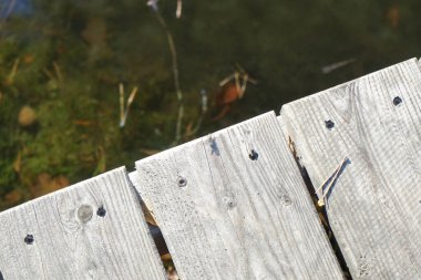 Aralık ayında bir göletin üzerindeki tahta köprüde bir sinek oturur. Sinekler Diptera tarikatının böcekleridir. Berlin, Almanya 