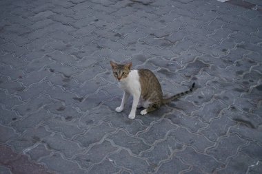 Nisan ayında Khor Fakkan 'da bir dişi kedi yolun kenarında yürüyor. Kedi, Felis catus, evcil kedi veya ev kedisi, Felidae familyasından evcil bir türdür. Şeriat, Birleşik Arap Emirlikleri.