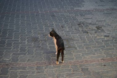 Nisan ayında Khor Fakkan 'da bir erkek kedi yolun kenarında yürüyor. Kedi, Felis catus, evcil kedi veya ev kedisi, Felidae familyasından evcil bir türdür. Şeriat, Birleşik Arap Emirlikleri. 
