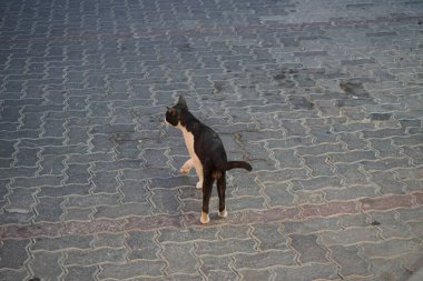 Nisan ayında Khor Fakkan 'da bir erkek kedi yolun kenarında yürüyor. Kedi, Felis catus, evcil kedi veya ev kedisi, Felidae familyasından evcil bir türdür. Şeriat, Birleşik Arap Emirlikleri. 