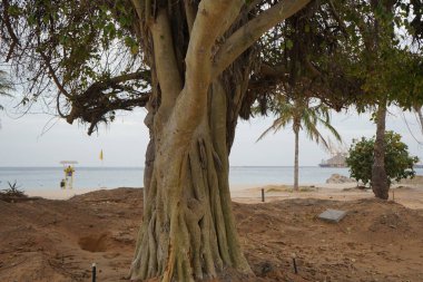 Ficus benghalensis ağacı Nisan ayında Umman Körfezi kıyısında yetişir. Ficus benghalensis ya da bilinen adıyla Ficus indica, banyan, banyan inciri ve Hint banyan ağacıdır. Khor Fakkan, Şeriat Emirliği, Birleşik Arap Emirlikleri. 
