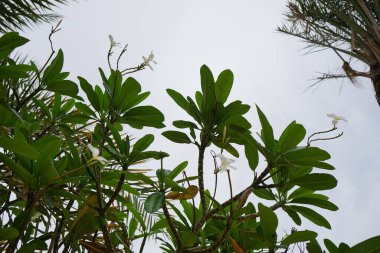 Plumeria obtusa Nisan ayında beyaz-sarı çiçeklerle çiçek açar. Plumeria obtusa, Plumeria, Apocynaceae familyasından bir bitki türü. Khor Fakkan, Sharjah, Birleşik Arap Emirlikleri. 