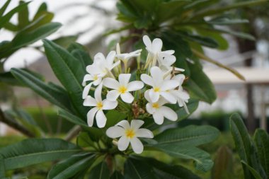 Plumeria obtusa Nisan ayında beyaz-sarı çiçeklerle çiçek açar. Plumeria obtusa, Plumeria, Apocynaceae familyasından bir bitki türü. Khor Fakkan, Sharjah, Birleşik Arap Emirlikleri. 