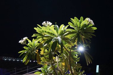 Plumeria obtusa blooms with white-yellow flowers in April. Plumeria obtusa, the Singapore graveyard flower, is a species of the genus Plumeria, Apocynaceae. Khor Fakkan, Sharjah, United Arab Emirates.  clipart