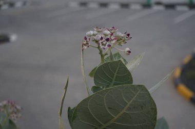 Calotropis procera Nisan 'da çiçek açar. Calotropis procera, Apocynaceae familyasından bir bitki türü. Khor Fakkan, Sharjah, Birleşik Arap Emirlikleri.