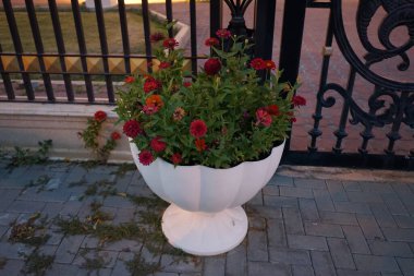 Zinnia flowers bloom in a flower pot in April. Zinnia is a genus of plants of the sunflower tribe Heliantheae within the daisy family Asteraceae. Khor Fakkan, Sharjah, United Arab Emirates. clipart