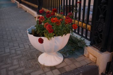 Zinnia çiçekleri Nisan 'da bir saksıda çiçek açar. Zinnia, Asteraceae familyasından Heliantheae familyasına ait bir bitki cinsidir. Khor Fakkan, Sharjah, Birleşik Arap Emirlikleri.