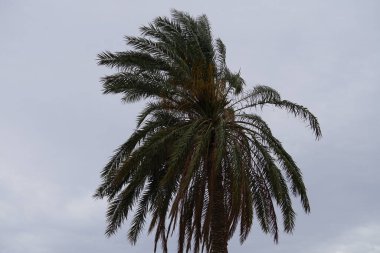 Anka Dactylifera nisan ayında büyür. Anka Dactylifera, palmiye palmiyesi veya hurma palmiyesi, palmiye familyasından bir bitki türü. Khor Fakkan, Sharjah, Birleşik Arap Emirlikleri.