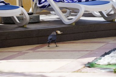 Nisan ayında havuzun kenarında güneş pansiyonlarının yakınında görkemli bir Corvus kuşu bulunur. Ev kargası, Corvus splendens, Kızılderili, gri boyunlu, Seylan veya Colombo karga, karga familyasından yaygın bir kuş türüdür. Khor Fakkan, Sharjah, Birleşik Arap Emirlikleri. 