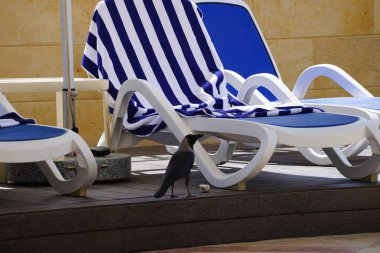 Nisan ayında havuzun kenarında güneş pansiyonlarının yakınında görkemli bir Corvus kuşu bulunur. Ev kargası, Corvus splendens, Kızılderili, gri boyunlu, Seylan veya Colombo karga, karga familyasından yaygın bir kuş türüdür. Khor Fakkan, Sharjah, Birleşik Arap Emirlikleri. 