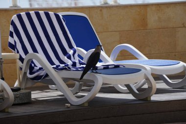 Nisan ayında havuzun kenarında güneş pansiyonlarının yakınında görkemli bir Corvus kuşu bulunur. Ev kargası, Corvus splendens, Kızılderili, gri boyunlu, Seylan veya Colombo karga, karga familyasından yaygın bir kuş türüdür. Khor Fakkan, Sharjah, Birleşik Arap Emirlikleri. 