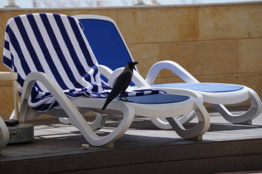 Nisan ayında havuzun kenarında güneş pansiyonlarının yakınında görkemli bir Corvus kuşu bulunur. Ev kargası, Corvus splendens, Kızılderili, gri boyunlu, Seylan veya Colombo karga, karga familyasından yaygın bir kuş türüdür. Khor Fakkan, Sharjah, Birleşik Arap Emirlikleri. 