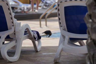 Nisan ayında havuzun kenarında güneş pansiyonlarının yakınında görkemli bir Corvus kuşu bulunur. Ev kargası, Corvus splendens, Kızılderili, gri boyunlu, Seylan veya Colombo karga, karga familyasından yaygın bir kuş türüdür. Khor Fakkan, Sharjah, Birleşik Arap Emirlikleri. 