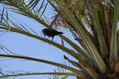 Corvus Nisan 'da Phoenix Dactylifera palmiyesine tünemiş görkemli bir kuş. Ev kargası, Corvus splendens, Kızılderili, gri boyunlu, Seylan veya Colombo karga, karga familyasından yaygın bir kuş türüdür. Khor Fakkan, Sharjah, Birleşik Arap Emirlikleri. 
