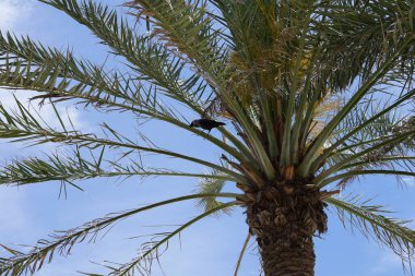 Corvus Nisan 'da Phoenix Dactylifera palmiyesine tünemiş görkemli bir kuş. Ev kargası, Corvus splendens, Kızılderili, gri boyunlu, Seylan veya Colombo karga, karga familyasından yaygın bir kuş türüdür. Khor Fakkan, Sharjah, Birleşik Arap Emirlikleri. 