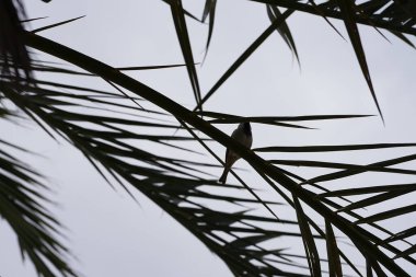 Ev kuşu Nisan ayında Phoenix Dactylifera palmiyesinin bir dalına oturur. Ev serçesi, Passer domesticus, Serçe familyasından bir kuş türü. Khor Fakkan, Sharjah, Birleşik Arap Emirlikleri. 