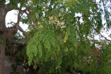 Moringa oleifera nisanda çiçek açar. Moringa oleifera, Moringaceae familyasından kısa ömürlü, hızlı büyüyen kuraklığa dayanıklı bir ağaçtır. Khor Fakkan, Sharjah, Birleşik Arap Emirlikleri. 