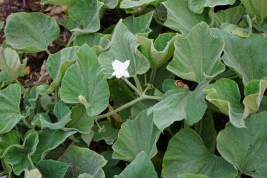 Lagenaria siceraria Nisan 'da çiçek açar. Calabash, Lagenaria siceraria, şişe kabağı, beyaz çiçekli kabak, uzun kavun, kuş kafesi kabağı, Yeni Gine fasulyesi, Yeni Gine fasulyesi, Tazmanya fasulyesi ve opo kabağı meyvesi için yetiştirilen bir sarmaşıktır. Khor Fakkan. 