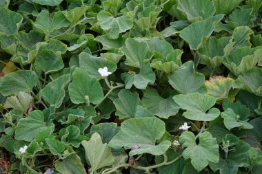 Lagenaria siceraria Nisan 'da çiçek açar. Calabash, Lagenaria siceraria, şişe kabağı, beyaz çiçekli kabak, uzun kavun, kuş kafesi kabağı, Yeni Gine fasulyesi, Yeni Gine fasulyesi, Tazmanya fasulyesi ve opo kabağı meyvesi için yetiştirilen bir sarmaşıktır. Khor Fakkan. 