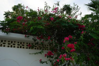 Nisan ayında Bougainvillea glabra mor-kırmızı çiçeklerle çiçek açar. Bougainvillea glabra, kartonpiyergiller (Bougainvillea) familyasından bir glabra türü. Khor Fakkan, Sharjah, BAE.