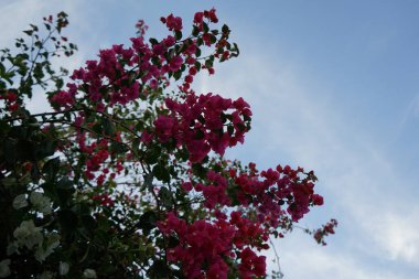 Nisan ayında Bougainvillea x buttiana çalıları beyaz ve mor-kırmızı çiçeklerle açar. Bougainvillea x buttiana, Bougainvillea glabra ve Bougainvillea peruviana 'nın bir bahçe melezi. Khor Fakkan, Sharjah, Birleşik Arap Emirlikleri.  