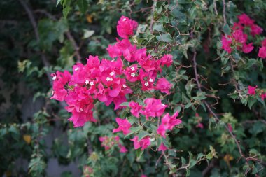Bougainvillea x buttiana Nisan ayında mor-kırmızı çiçeklerle açar. Bougainvillea x buttiana, Bougainvillea glabra ve Bougainvillea peruviana 'nın bir bahçe melezi. Khor Fakkan, Sharjah, BAE. 