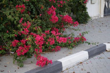 Nisan ayında Bougainvillea glabra mor-kırmızı çiçeklerle çiçek açar. Bougainvillea glabra, kartonpiyergiller (Bougainvillea) familyasından bir glabra türü. Khor Fakkan, Sharjah, BAE.