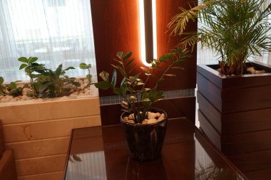 Zamioculcas zamiifolia, kapalı bir masadaki saksıda yetişiyor. Zamioculcas, Araceae familyasından Zamioculcas zamiifolia familyasından bir bitki cinsidir. Khor Fakkan, Sharjah, BAE.