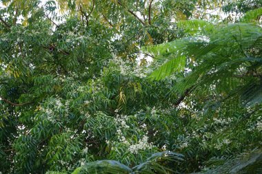 Azadirachta indica Nisan 'da çiçek açar. Azadirachta indica, Neem, Margosa, nimtree veya Hint leylağı, Meliaceae familyasından bir ağaçtır. Khor Fakkan, Sharjah, BAE. 