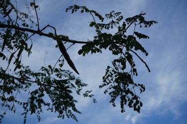 Moringa oleifera nisanda çiçek açar. Moringa oleifera, Moringaceae familyasından kısa ömürlü, hızlı büyüyen kuraklığa dayanıklı bir ağaçtır. Khor Fakkan, Sharjah, Birleşik Arap Emirlikleri.  