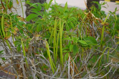 Nisan ayında meyveli Tecoma stans büyür. Tecoma stans, Bignoniaceae familyasından bir çalı türü. Khor Fakkan, Sharjah, BAE.