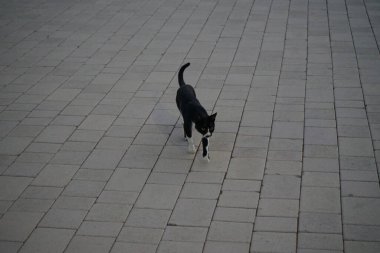 Nisan ayında siyah ve beyaz bir kedi gri asfalt levhalarla döşenmiş bir meydan boyunca yürür. Kedi, Felis catus, evcil kedi veya ev kedisi, Felidae familyasından evcil bir türdür. Khor Fakkan, Sharjah, Birleşik Arap Emirlikleri.  