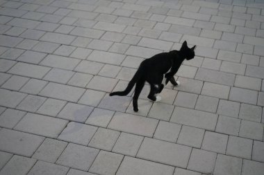 Nisan ayında siyah ve beyaz bir kedi gri asfalt levhalarla döşenmiş bir meydan boyunca yürür. Kedi, Felis catus, evcil kedi veya ev kedisi, Felidae familyasından evcil bir türdür. Khor Fakkan, Sharjah, Birleşik Arap Emirlikleri.  