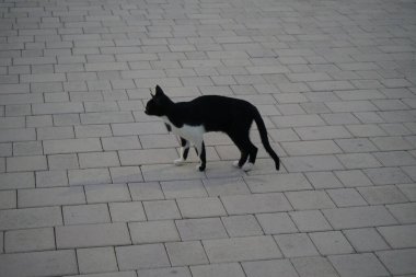 Nisan ayında siyah ve beyaz bir kedi gri asfalt levhalarla döşenmiş bir meydan boyunca yürür. Kedi, Felis catus, evcil kedi veya ev kedisi, Felidae familyasından evcil bir türdür. Khor Fakkan, Sharjah, Birleşik Arap Emirlikleri.  