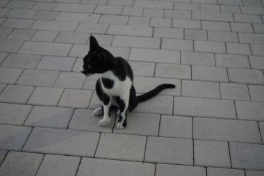 Nisan ayında siyah ve beyaz bir kedi gri asfalt levhalarla döşenmiş bir meydan boyunca yürür. Kedi, Felis catus, evcil kedi veya ev kedisi, Felidae familyasından evcil bir türdür. Khor Fakkan, Sharjah, Birleşik Arap Emirlikleri.  