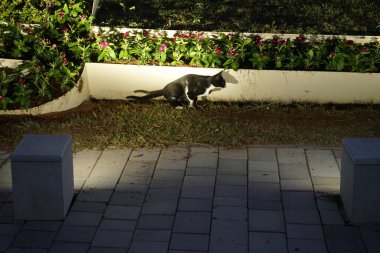 Nisanda akşam vakti siyah beyaz bir kedi, üzerinde mor kırmızı gül çiçekleri olan bir çiçek tarhının yanında yürür. Kedi, Felis catus, evcil kedi veya ev kedisi, Felidae familyasından evcil bir türdür. Khor Fakkan, Sharjah, BAE.