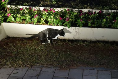 Nisanda akşam vakti siyah beyaz bir kedi, üzerinde mor kırmızı gül çiçekleri olan bir çiçek tarhının yanında yürür. Kedi, Felis catus, evcil kedi veya ev kedisi, Felidae familyasından evcil bir türdür. Khor Fakkan, Sharjah, BAE.
