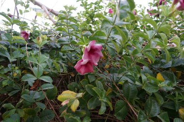 Allamanda blanchetii blooms in April. Allamanda blanchetii, purple allamanda, violet allamanda, Pilaghanti in Sanskrit, Allamanda violacea, is a species of perennial flowering plant in the family Apocynaceae. Khor Fakkan, Sharjah, UAE.  clipart