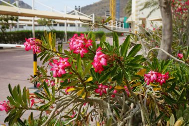 Adenyum obesum Nisan 'da büyür. Adenium obesum, Apocynoideae familyasından Nerieae kabilesine ait zehirli bir bitki türüdür. Khor Fakkan, Sharjah, BAE. 