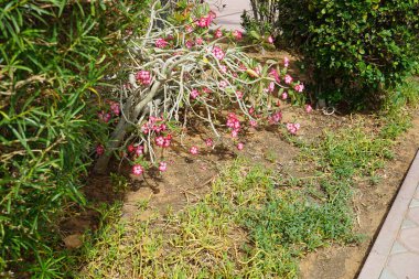 Adenyum obesum Nisan 'da büyür. Adenium obesum, Apocynoideae familyasından Nerieae kabilesine ait zehirli bir bitki türüdür. Khor Fakkan, Sharjah, BAE. 