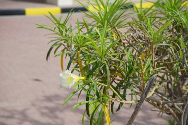 Cascabela Nisan 'da çiçek açar. Cascabela thevetia, Thevetia peruviana, sarı zakkum, zehirli bir bitkidir ve süs olarak yetiştirilmiştir. Khor Fakkan, Sharjah, Birleşik Arap Emirlikleri. 