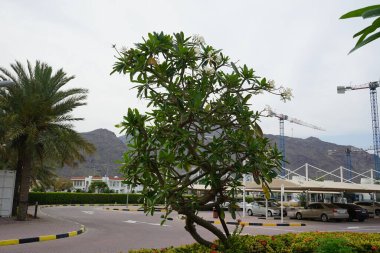 Khor Fakkan, Sharjah, Birleşik Arap Emirlikleri - 18 Nisan 2023: Plumeria obtusa ve Ixora chinensis Nisan ayında çiçek açtı. Plumeria obtusa, Plumeria, Apocynaceae familyasından bir bitki türü.. 